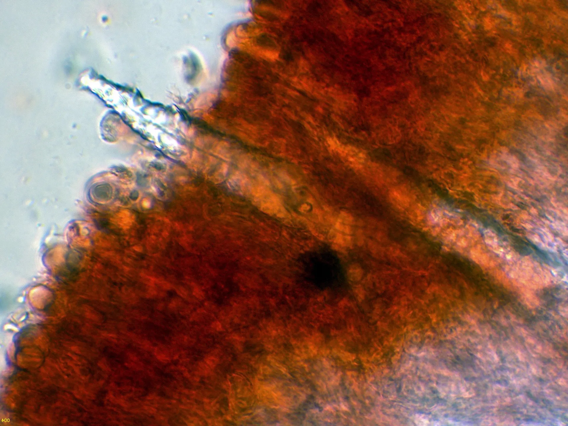 Microscopía de Hyphoderma ayresii - 10 - Cistidio-004